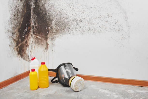 Best Crawl Space Mold Removal  in Lebanon, KY