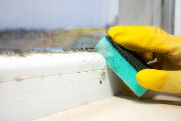 Certified Mold Removal in Lebanon, KY